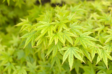 japanese maple tree, acer palmatum, growing in the garden