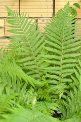 green fern growing in the garden
