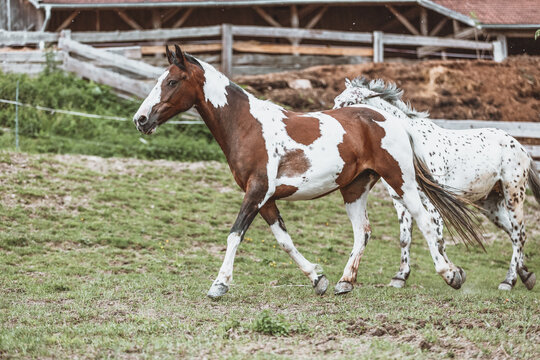 Criollo Bilder Durchsuchen 4,034 Archivfotos, und