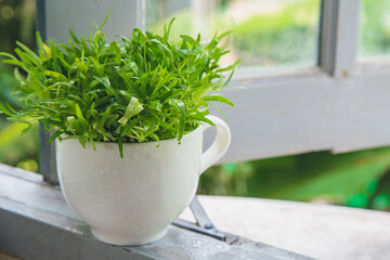 Close up organic water spinach  in a white cup on wooden window frame next to the window