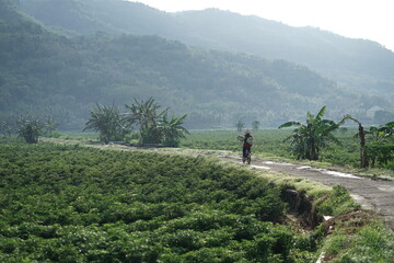 farmers who are heading to their farm using two-wheeled vehicles : Bantul, Indonesia - 31 October 2020