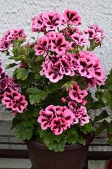 pink blooming geraniums, pelargonium grandiflorum, growing in the pot