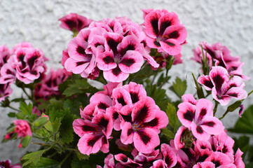pink blooming geraniums, pelargonium grandiflorum, growing in the pot