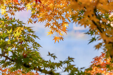 紅葉と金鱗湖　大分県由布市　
Autumn leaves and Kinrin Lake Ooita-ken Yufu city
