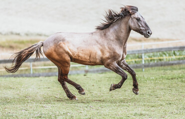 Portrait of a Polish Konik horse at a meadow