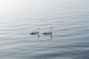 Two wild white swans quietly swins in the sea in the morning sun in the winter