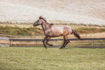 Fototapeta premium Portrait of a Polish Konik horse at a meadow