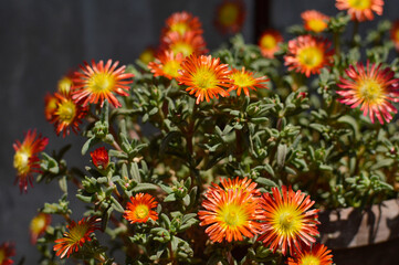 red ice plant succulent, Carpobrotus edulis, growing in the pot