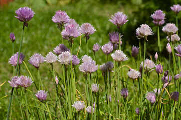 blooming chives plant, allium schoenoprasum