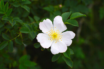 bush of blooming wild roses close up
