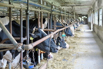 小岩井農場の牛