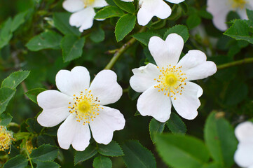 bush of blooming wild roses close up