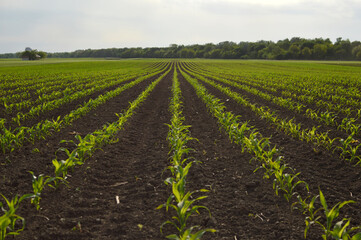corn field in the spring with rows of young plants