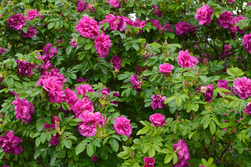 Obraz na płótnie Canvas bush of beautiful blooming pink roses growing in the garden