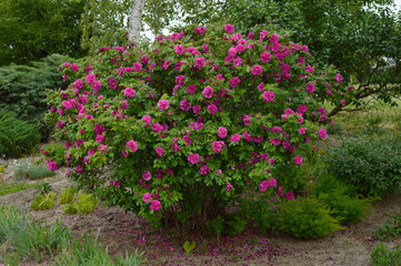 bush of beautiful blooming pink roses growing in the garden
