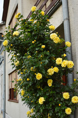 Fototapeta na wymiar bush of blooming climbing yellow roses against the house