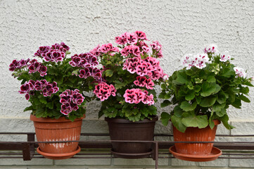 Fototapeta na wymiar pink, white and purple blooming geraniums, pelargonium grandiflorum, growing in the pot