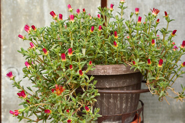 Fototapeta na wymiar red ice plant succulent, Carpobrotus edulis, growing in the pot