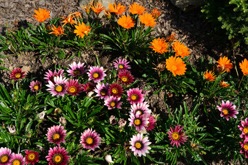 Floral background. A variety of large multi-colored flowers of the African gazania plant.
