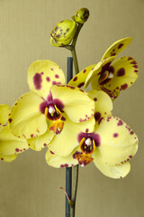 yellow phalaenopsis orchid with purple dots