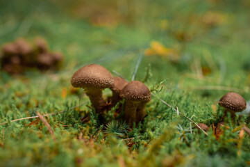 Close-up view of mushrooms on the autumn meadow.