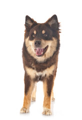 Finnish Lapphund in studio
