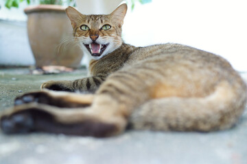 Portrait of a cat hissing