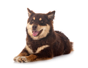 Finnish Lapphund in studio