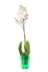 Beautiful orchid plant on white background