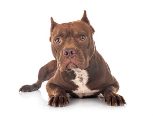 american pit bull terrier