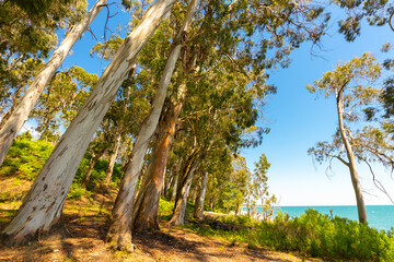 Fototapeta premium Beautiful landscape with eucaliptus trees and sunlight..