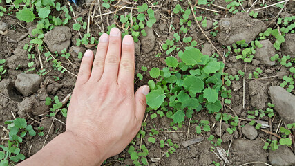 한국 제주도 유채 새싹