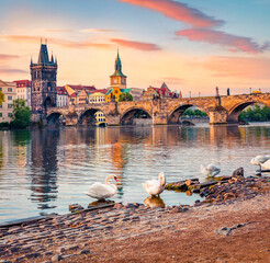 White swans on the shore of Vltava river. Superb summer sunrise on  Prague with Charles bridge...