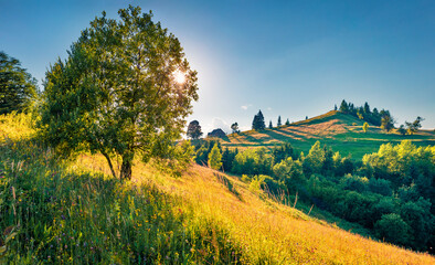 Sunny summer scene of mountain valley. Spectacular morning view of Carpathian mountains with fields of blooming flowers, Ukraine, Europe. Beauty of nature concept background.