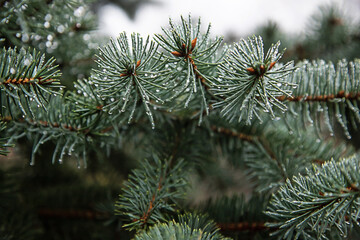 Naklejka na ściany i meble branches of a pine