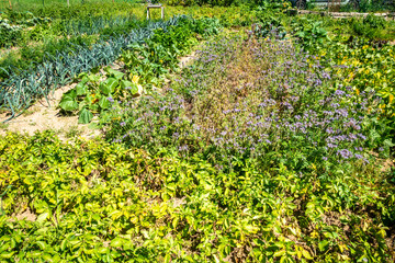 Organic vegetable garden