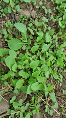 한국 제주도 유채 새싹