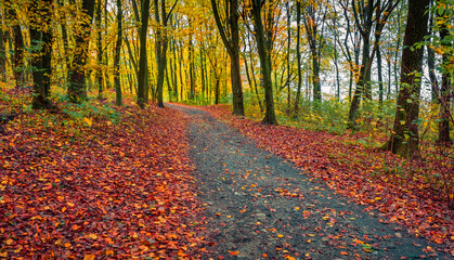 Wonderful autumn view of forest. Old country road among the colorful trees. Calm morning scene of countryside. Beauty of nature concept background.