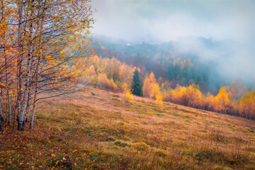 Fototapeta premium Low cloud overcast. Misty autumn view of Carpathian mountains. Adorable morning scene of mountain valley. Beauty of nature concept background..