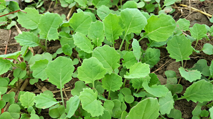 한국 제주도 유채 새싹