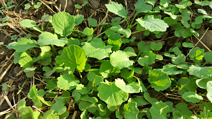 한국 제주도 유채 새싹