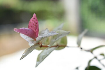 butterfly on a branch