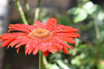 red gerbera flower