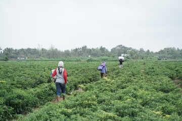 Fototapeta na wymiar chilli farmer activity in the morning in the chilli field