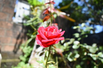 red rose in garden