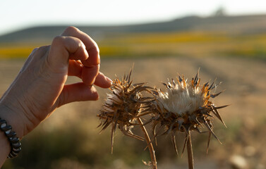 Tocando planta seca de cardo borriquero , planta del cardo