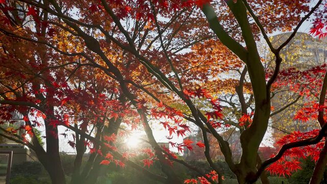 Panning and slow-motion video of red maple trees and red leaves in the evening sun light. The romantic moment of winter.