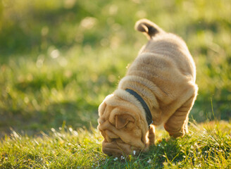 Shar Pei puppy sniffing out something
