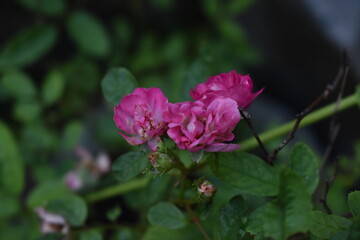 pink rose flower