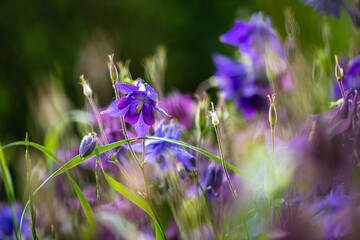 Nice little purple summer field flowers at sunny morning nature